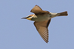 Biätare/European bee-eater